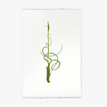 Air Plant No. 4 Print