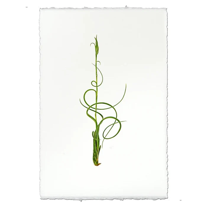 Air Plant No. 4 Print on English Watercolor Paper