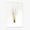 Air Plant No. 7 Print