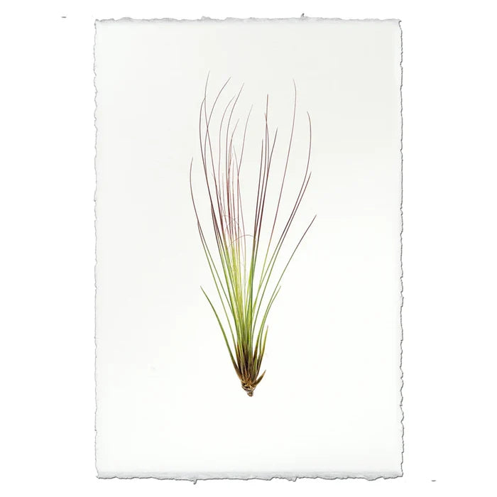 Air Plant No. 7 Botanical Print
