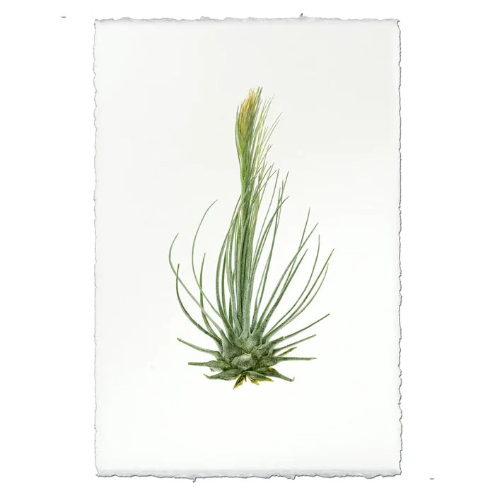 Air Plant No. 8 Botanical Print