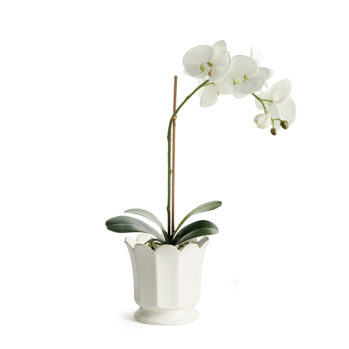 Ascot Ivory Ceramic Pot with drop in white faux orchid