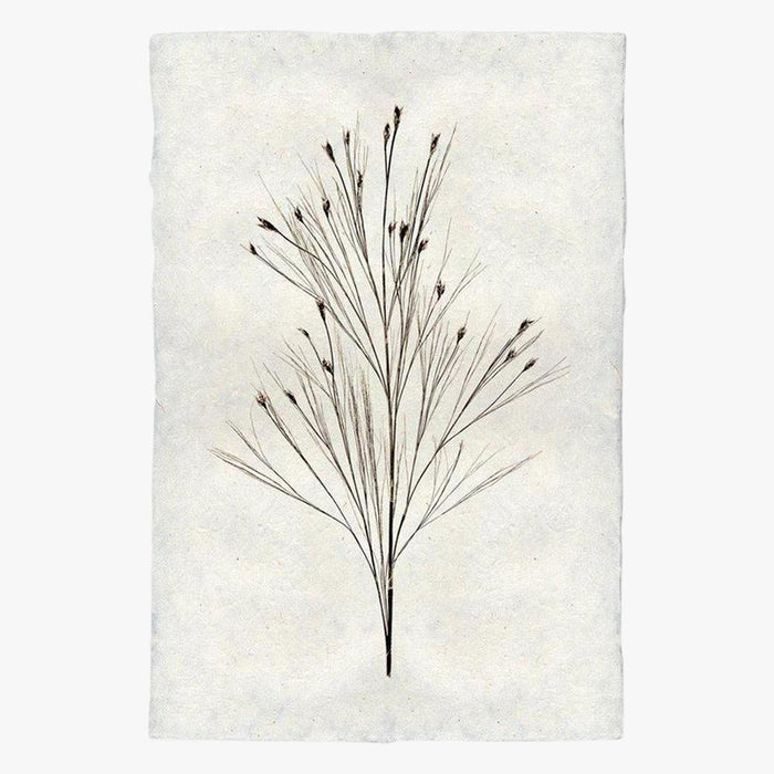 Bell Reed Form Print