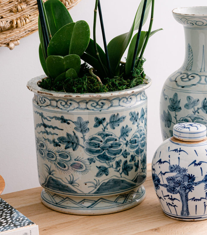 Orchid Pot Closeup