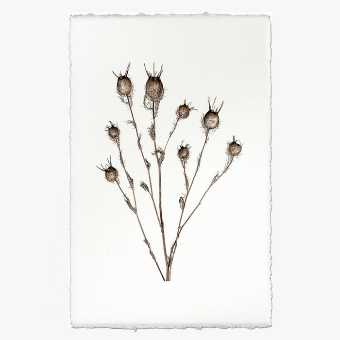 Bulb Form Botanical Print