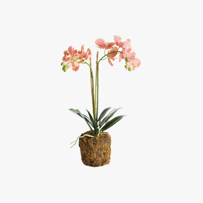 Faux Coral Phalaenopsis Orchid 23" Drop-In