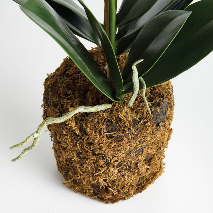 Faux Coral Phalaenopsis Orchid 23" Drop-In root ball