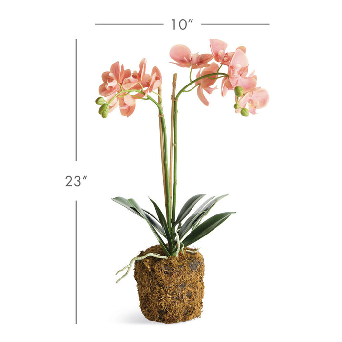 Faux Coral Phalaenopsis Orchid 23" Drop-In dimensions
