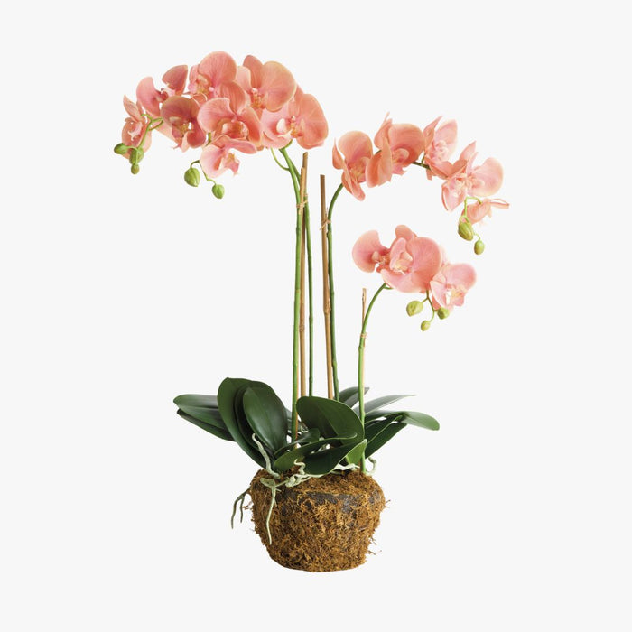 Faux Coral Phalaenopsis Orchid 30" Drop-In