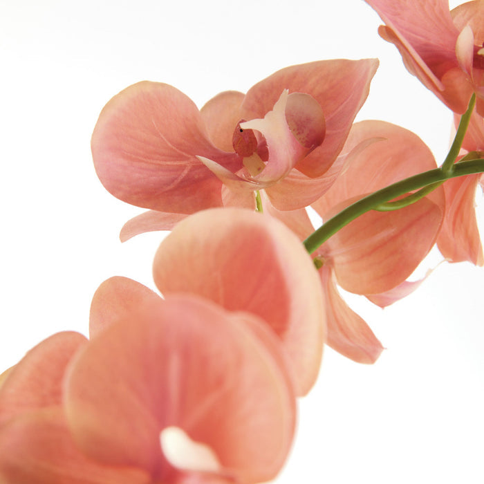 Faux Coral Phalaenopsis Orchid 30" Drop-In bloom closeup