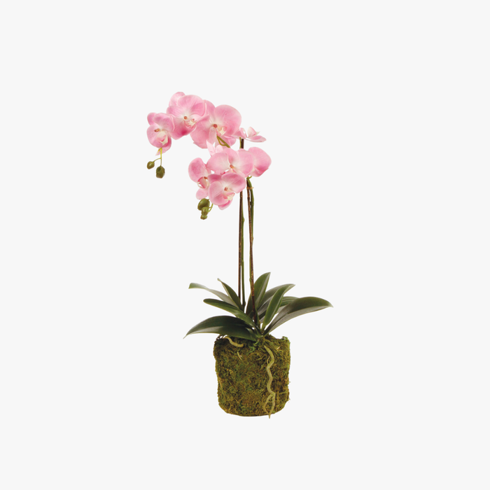 Faux Pink Phalaenopsis Orchid 23" Drop-In with moss root ball