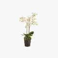 Faux White Phalaenopsis Orchid 20" Drop-In