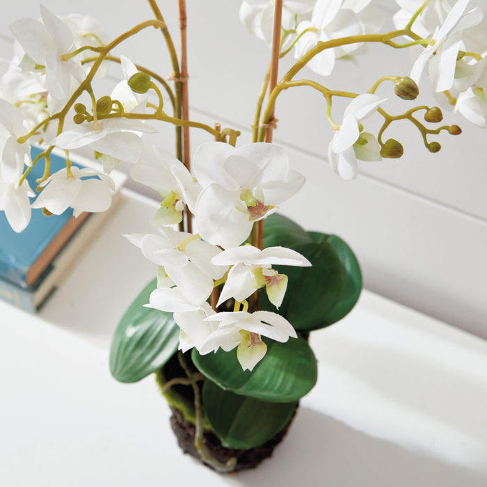 Faux White Phalaenopsis Orchid 20" Drop-In closeup