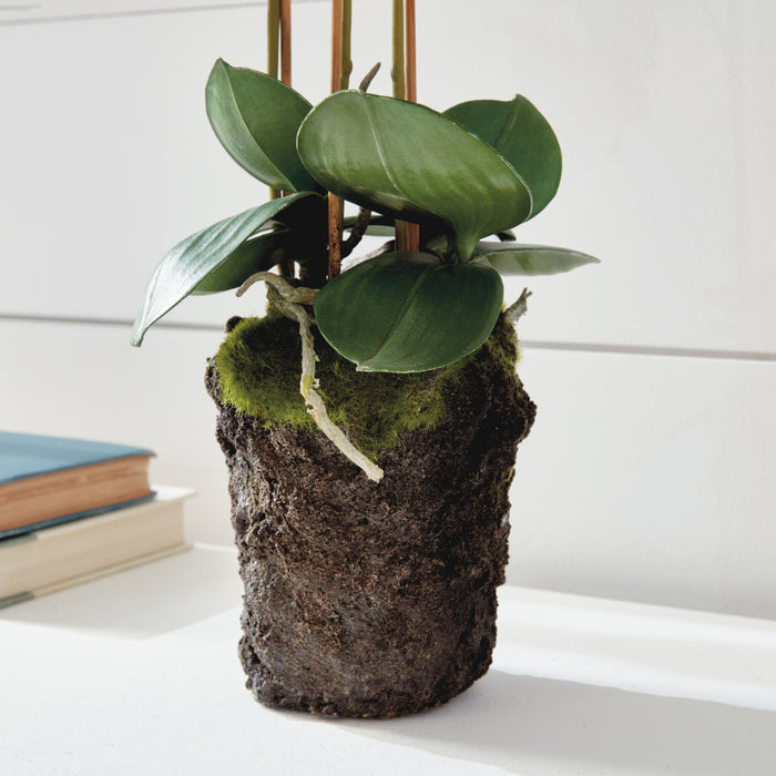 Faux White Phalaenopsis Orchid rootball