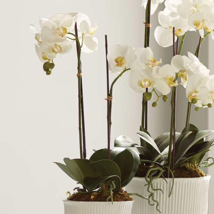 Faux White Phalaenopsis Orchid Drop-Ins