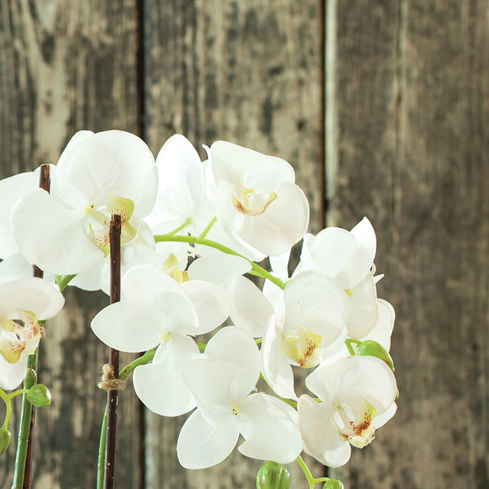 Faux White Phalaenopsis Orchid Drop-In bloom closeup