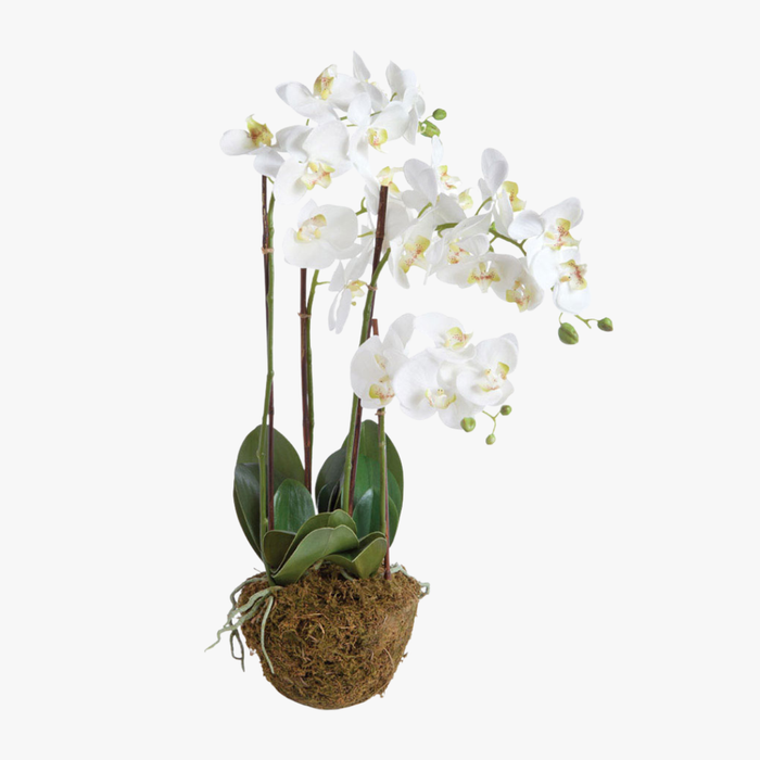 Faux White Phalaenopsis Orchid 30" Drop-In with rootball