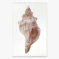 Fox Conch Art Print