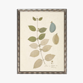 Framed Delicate Leaves I Bookplate Print