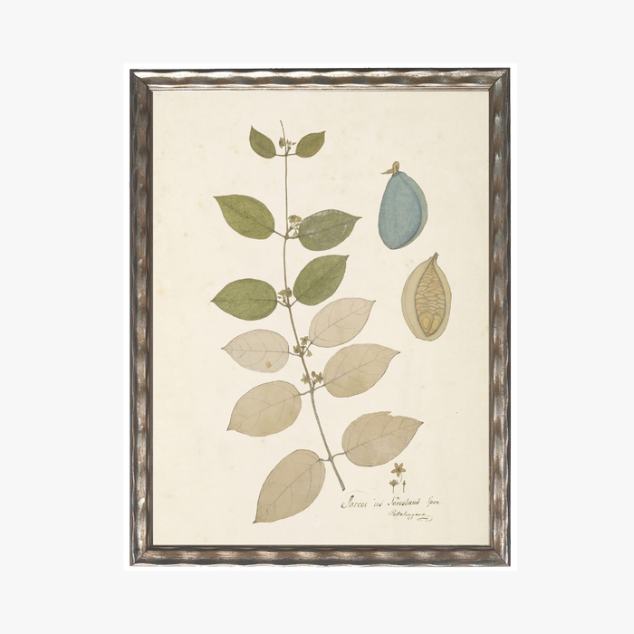 Framed Delicate Leaves I Bookplate Print