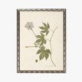 Framed Delicate Leaves II Bookplate Print