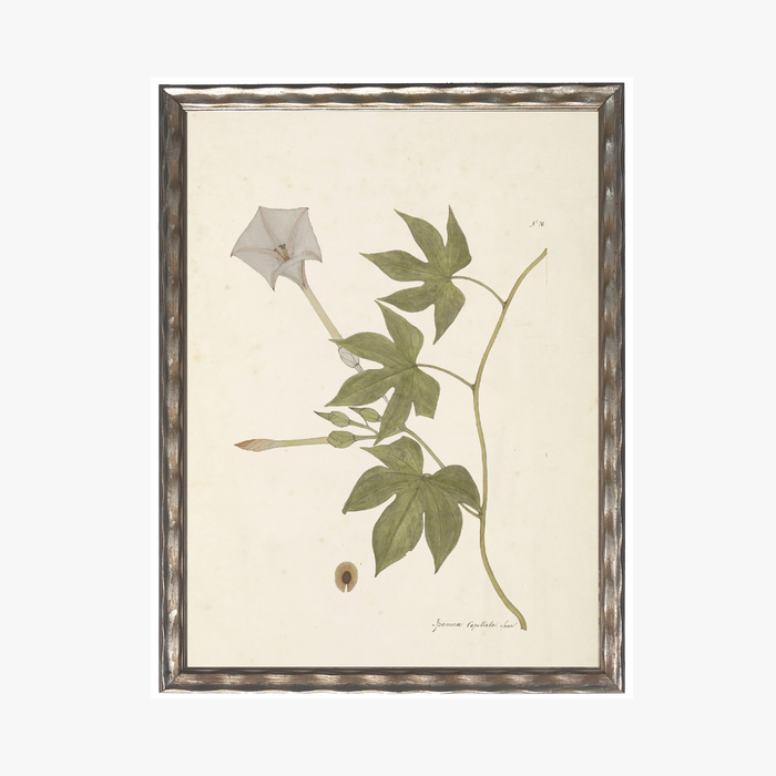 Framed Delicate Leaves II Bookplate Print