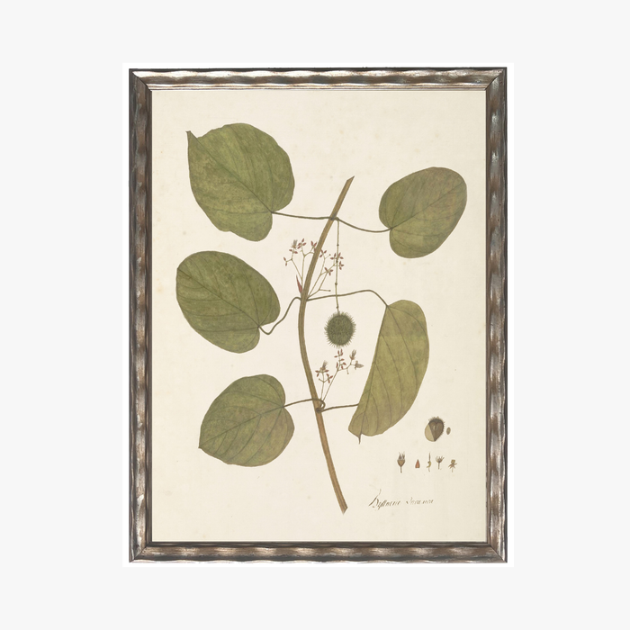 Framed Delicate Leaves III Bookplate Print