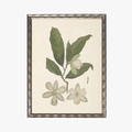 Framed Delicate Leaves IV Bookplate Print