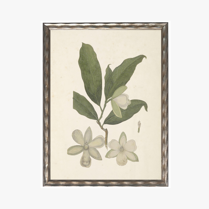 Framed Delicate Leaves IV Bookplate Print