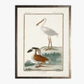 Framed Shorebirds I Bookplate Print - 18th century French reproduction