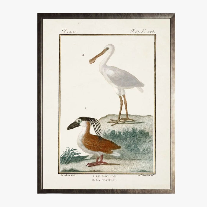 Framed Shorebirds I Bookplate Print - 18th century French reproduction