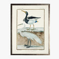 Framed Shorebirds II Bookplate Print