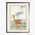 Framed Shorebirds III Bookplate Print - 18th century reproduction