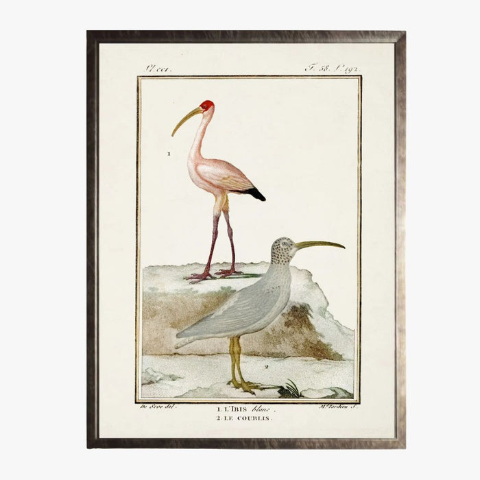 Framed Shorebirds IV Bookplate Print - Coastal Birds - French reproduction