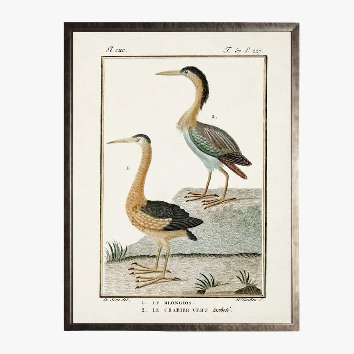 Framed Shorebirds V Bookplate Print - 18th Century French Reproduction