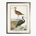 ramed Shorebirds VI Bookplate Print - 18th century French reproduction