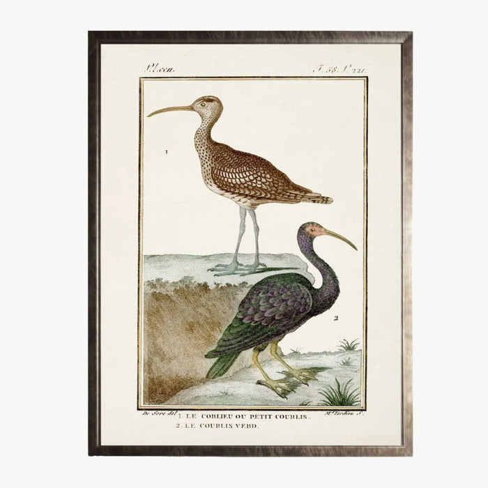 ramed Shorebirds VI Bookplate Print - 18th century French reproduction