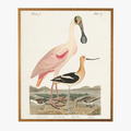 Framed Spoonbill Bookplate Print - gold shadow box