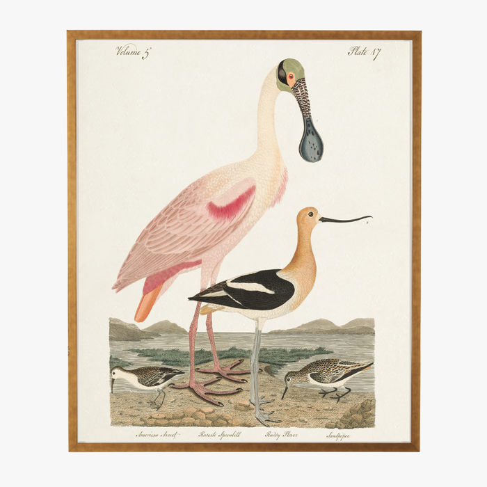 Framed Spoonbill Bookplate Print - gold shadow box