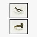Framed Wading Duck Prints