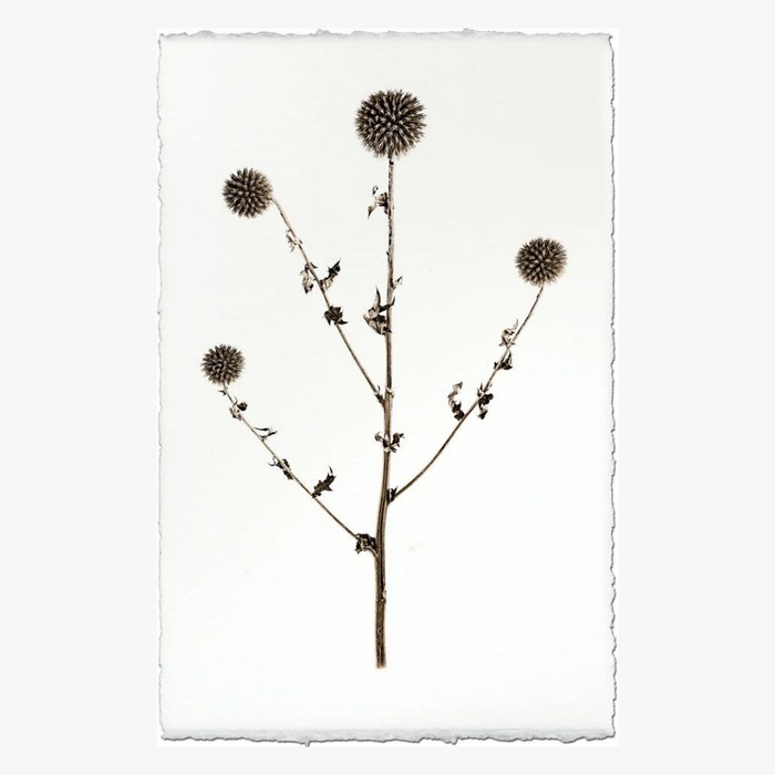 Globe Thistle Botanical Print
