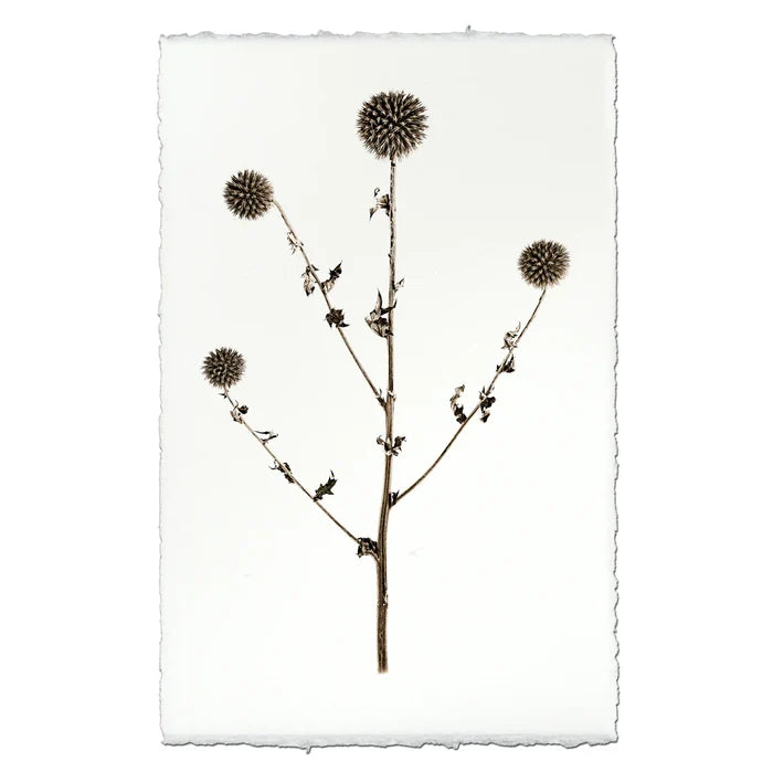 Globe Thistle Botanical Print from Dear Keaton