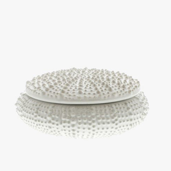 Large White Urchin Box