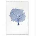 Round Sea Fan Print
