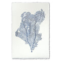 Bluetone Sea Fan 1 Print on English Watercolor Paper - Dear Keaton