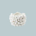 Sea Shell Blanc De Chine Bowl on blue background