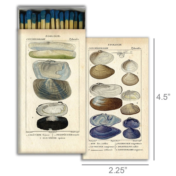 Seashell Matches Dimensions