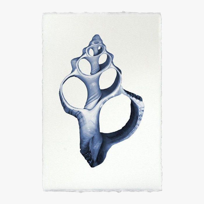 Single Shell Print