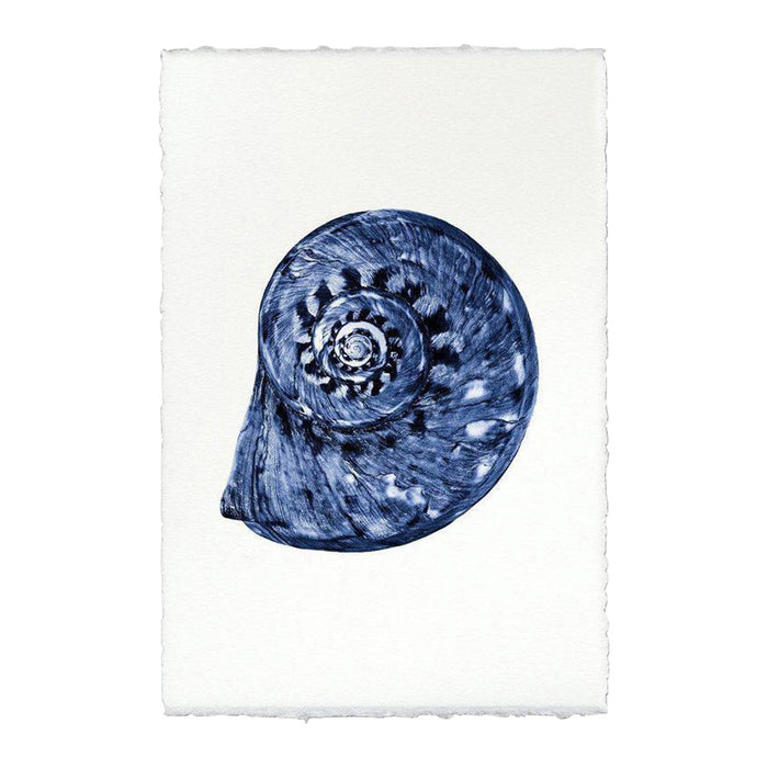 Spiral Shell Print From Dear Keaton
