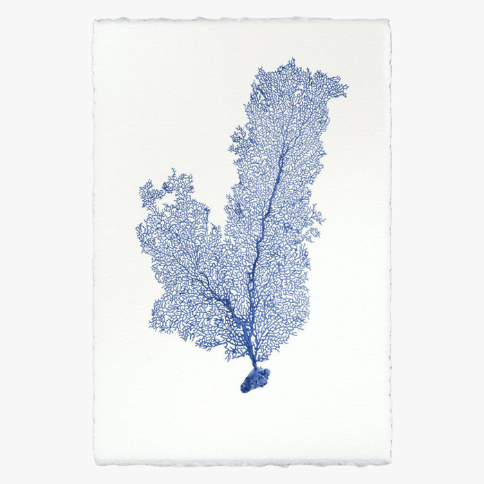 Tall Sea Fan Print on English Watercolor Paper - Dear Keaton